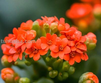 家中养上8种吉利树,吸灰尘长势旺,一年四季生机勃勃、财运旺盛 - 今日头条 家中养上8种吉利树,吸灰尘长势旺,一年四季生机勃勃、财运旺盛 - 图画吧TUHUABA