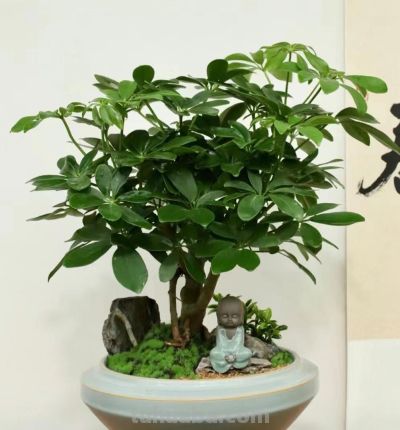 家中养上8种吉利树,吸灰尘长势旺,一年四季生机勃勃、财运旺盛 - 今日头条 家中养上8种吉利树,吸灰尘长势旺,一年四季生机勃勃、财运旺盛 - 图画吧TUHUABA