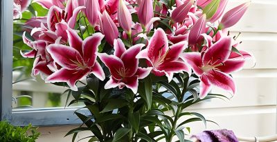 家中养上8种吉利树,吸灰尘长势旺,一年四季生机勃勃、财运旺盛 - 今日头条 家中养上8种吉利树,吸灰尘长势旺,一年四季生机勃勃、财运旺盛 - 图画吧TUHUABA