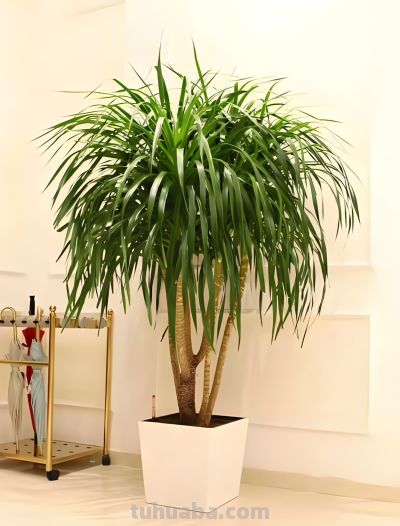 家中养上8种吉利树,吸灰尘长势旺,一年四季生机勃勃、财运旺盛 - 今日头条 家中养上8种吉利树,吸灰尘长势旺,一年四季生机勃勃、财运旺盛 - 图画吧TUHUABA