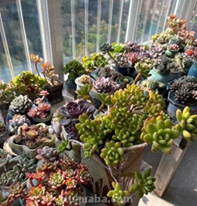 养多肉6年踩坑记：前3年养死大半，如今阳台爆盆成“瀑布” - 今日头条