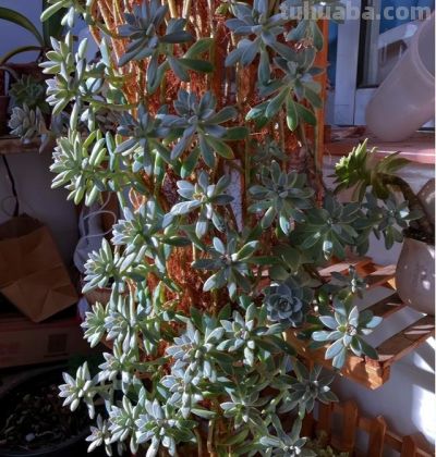 养多肉6年踩坑记：前3年养死大半，如今阳台爆盆成“瀑布” - 图画吧TUHUABA