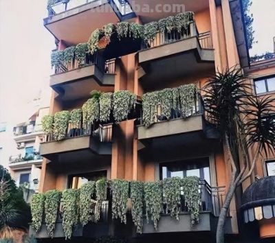 养多肉6年踩坑记：前3年养死大半，如今阳台爆盆成“瀑布” - 图画吧TUHUABA