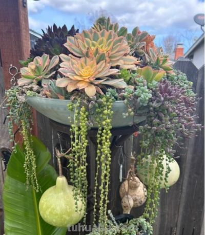 养多肉6年踩坑记：前3年养死大半，如今阳台爆盆成“瀑布” - 图画吧TUHUABA