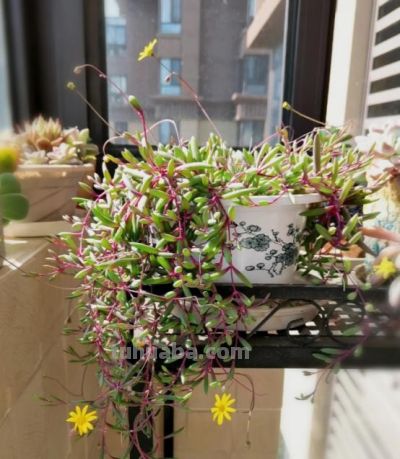 养多肉6年踩坑记：前3年养死大半，如今阳台爆盆成“瀑布” - 图画吧TUHUABA