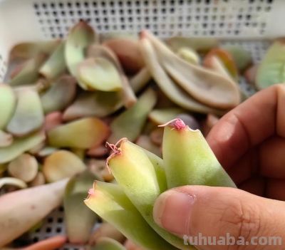 养多肉6年踩坑记：前3年养死大半，如今阳台爆盆成“瀑布” - 图画吧TUHUABA