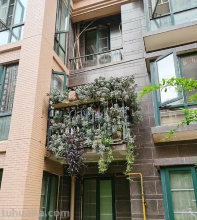 养多肉6年踩坑记：前3年养死大半，如今阳台爆盆成“瀑布” - 图画吧TUHUABA