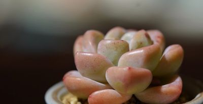 多肉己被强行拉入“黑名单”原因有4点，花友们别在养了 - 图画吧TUHUABA