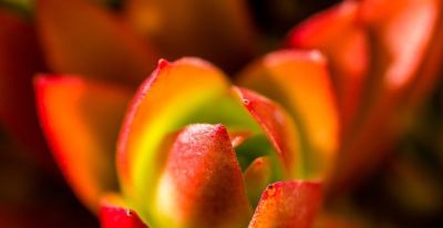 多肉己被强行拉入“黑名单”原因有4点，花友们别在养了 - 图画吧TUHUABA