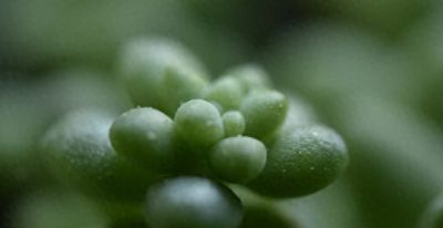 多肉己被强行拉入“黑名单”原因有4点，花友们别在养了 - 今日头条