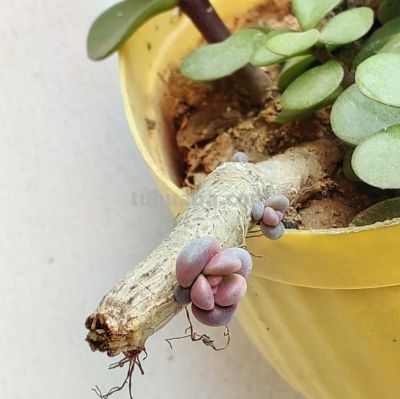 小阳台养多肉，推荐5种最好养的小型多肉 - 今日头条