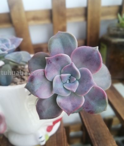 小阳台养多肉,推荐5种最好养的小型多肉 - 今日头条 小阳台养多肉,推荐5种最好养的小型多肉 - 图画吧TUHUABA