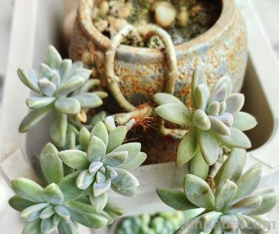 小阳台养多肉,推荐5种最好养的小型多肉 - 今日头条 小阳台养多肉,推荐5种最好养的小型多肉 - 图画吧TUHUABA