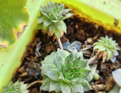 小阳台养多肉,推荐5种最好养的小型多肉 - 今日头条 小阳台养多肉,推荐5种最好养的小型多肉 - 图画吧TUHUABA