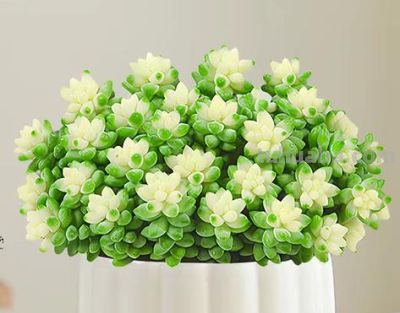 小阳台养多肉,推荐5种最好养的小型多肉 - 今日头条 小阳台养多肉,推荐5种最好养的小型多肉 - 图画吧TUHUABA