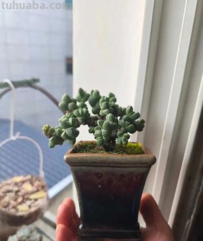 春天里的多肉，一抹别样的春光 - 图画吧TUHUABA
