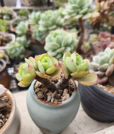 春天里的多肉，一抹别样的春光 - 今日头条