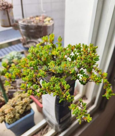 春天里的多肉，一抹别样的春光 - 图画吧TUHUABA