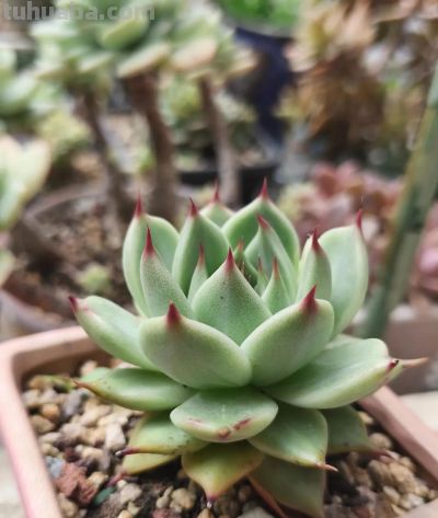 春天里的多肉，一抹别样的春光 - 图画吧TUHUABA