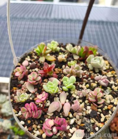 春天里的多肉，一抹别样的春光 - 图画吧TUHUABA