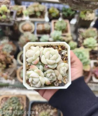 春天里的多肉，一抹别样的春光 - 图画吧TUHUABA