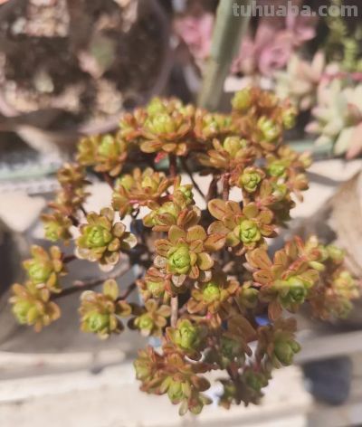 春天里的多肉，一抹别样的春光 - 图画吧TUHUABA