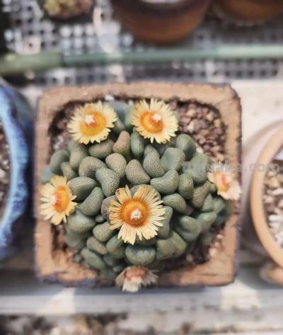 春天里的多肉，一抹别样的春光 - 图画吧TUHUABA