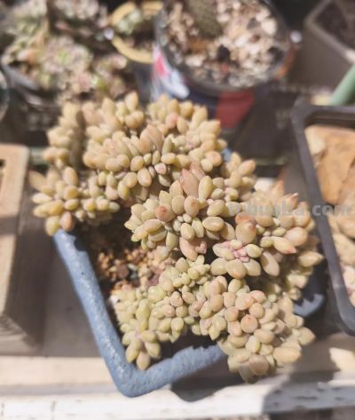 春天里的多肉，一抹别样的春光 - 图画吧TUHUABA