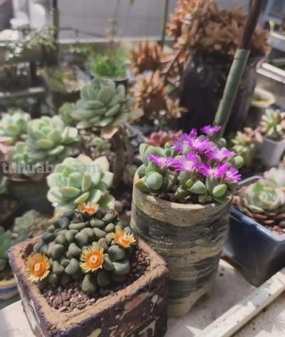 春天里的多肉，一抹别样的春光 - 图画吧TUHUABA