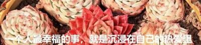 春天里的多肉，一抹别样的春光 - 图画吧TUHUABA