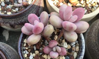 多肉别乱养！不少花友已弃坑，4个原因太真实 - 今日头条