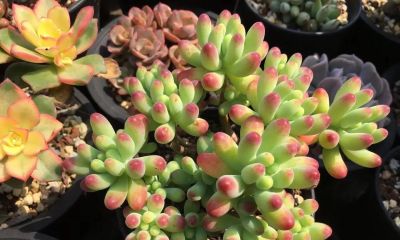 多肉别乱养！不少花友已弃坑，4个原因太真实 - 图画吧TUHUABA