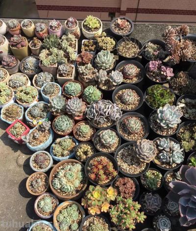 多肉别乱养！不少花友已弃坑，4个原因太真实 - 图画吧TUHUABA