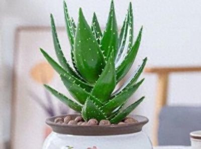 在晚上可以释放氧气的绿植盆栽有哪些？ - 今日头条