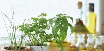 在晚上可以释放氧气的绿植盆栽有哪些？ - 图画吧TUHUABA