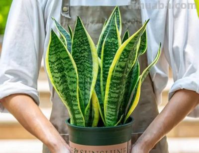 在晚上可以释放氧气的绿植盆栽有哪些？ - 图画吧TUHUABA