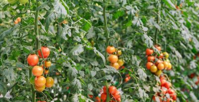 1-10月种什么菜？全说清楚了，建议收藏 - 今日头条