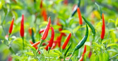 1-10月种什么菜？全说清楚了，建议收藏 - 图画吧TUHUABA