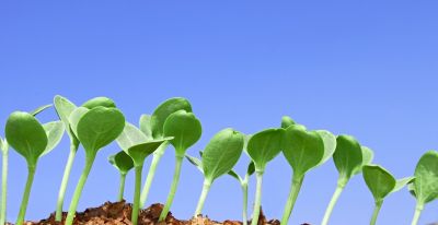 1-10月种什么菜？全说清楚了，建议收藏 - 图画吧TUHUABA