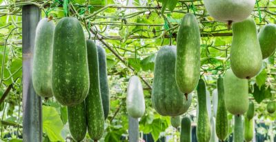 1-10月种什么菜？全说清楚了，建议收藏 - 图画吧TUHUABA