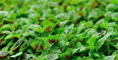 1-10月种什么菜？全说清楚了，建议收藏 - 图画吧TUHUABA