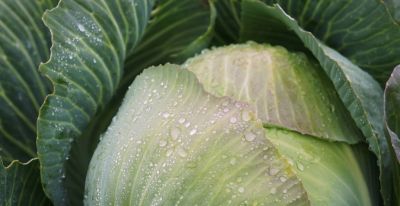 1-10月种什么菜？全说清楚了，建议收藏 - 图画吧TUHUABA