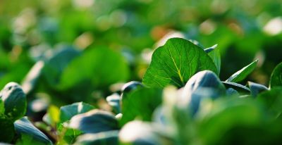 1-10月种什么菜？全说清楚了，建议收藏 - 图画吧TUHUABA