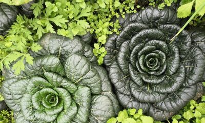 1-10月种什么菜？全说清楚了，建议收藏 - 图画吧TUHUABA