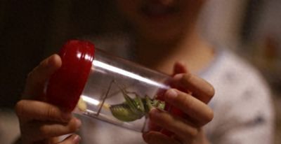 每天3分钟自然观察：带娃认识春天的小昆虫 - 今日头条