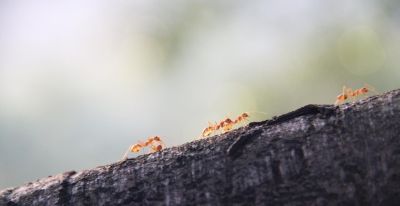 每天3分钟自然观察：带娃认识春天的小昆虫 - 图画吧TUHUABA