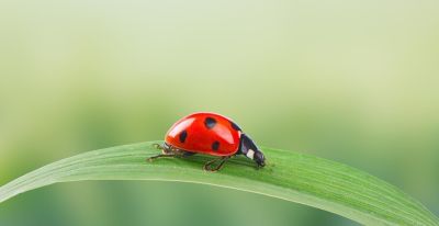 每天3分钟自然观察：带娃认识春天的小昆虫 - 图画吧TUHUABA