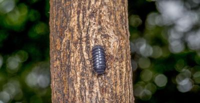 每天3分钟自然观察：带娃认识春天的小昆虫 - 图画吧TUHUABA