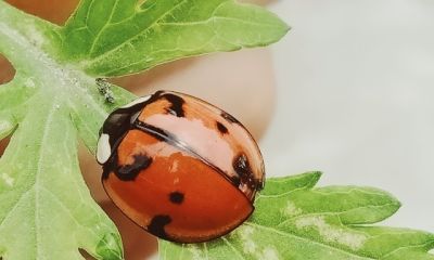 每天3分钟自然观察：带娃认识春天的小昆虫 - 图画吧TUHUABA