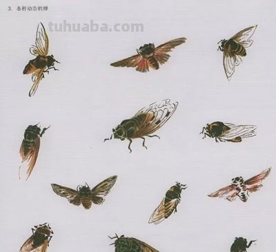 中国国画花鸟技法——几种虫儿的画法 - 图画吧TUHUABA